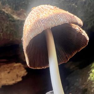Unknown Species