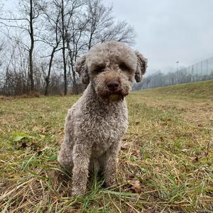 Lagotto Romagnolo