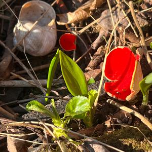Unknown Species