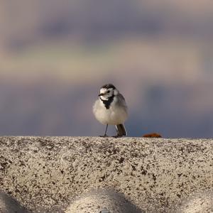 White Wagtail