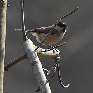 Willow Tit