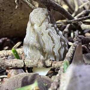 Black Morel