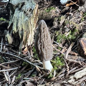 Black Morel