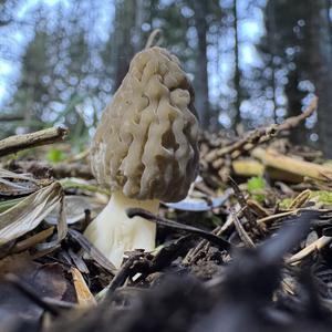 Black Morel