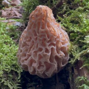 Black Morel