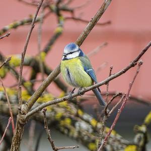 Blue Tit