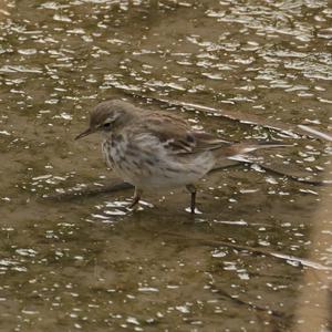 Water Pipit