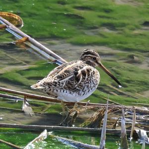 Common Snipe