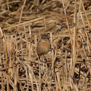 Europäisches Schwarzkehlchen