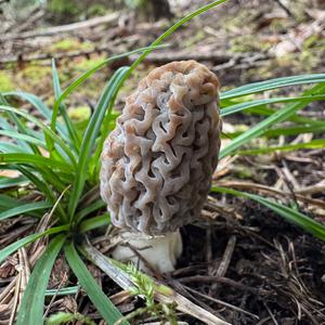Black Morel