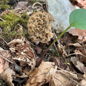 Yellow Morel