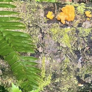 Unknown Species