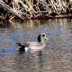 Nordamerikanische Pfeifente