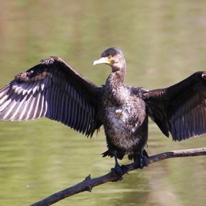 Kormoran