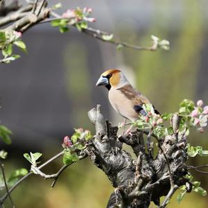 Hawfinch