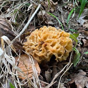 Yellow Morel