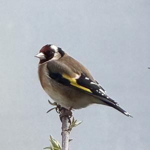 European Goldfinch
