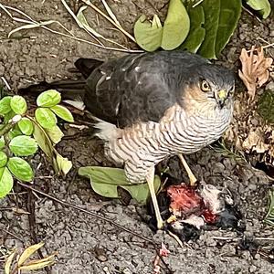 Eurasian Sparrowhawk