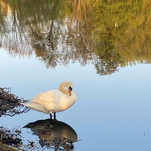 Höckerschwan