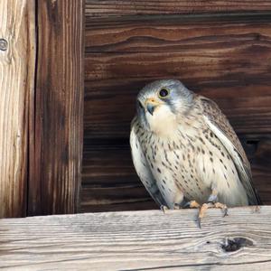 Turmfalke
