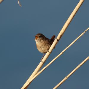 Winter Wren