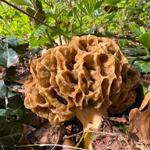 Yellow Morel