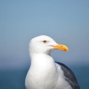 Western Gull