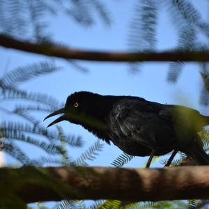 Great-tailed Grackle