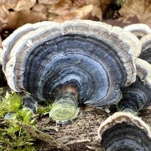 Turkey-tail