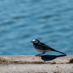 White Wagtail