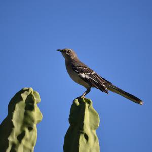 Northern Mockingbird