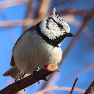 Crested Tit
