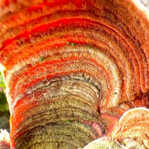 Samtiger Schichtpilz