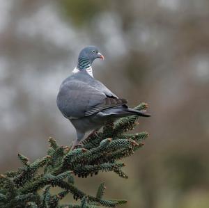 Common Wood-pigeon