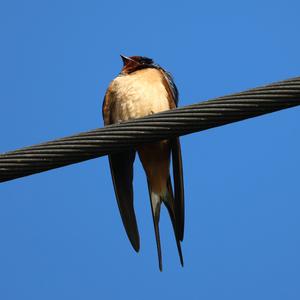 Barn Swallow