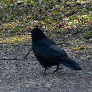 Carrion Crow