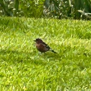 Eurasian Chaffinch