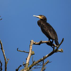 Kormoran