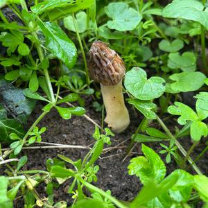 Half-free Morel