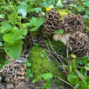 Yellow Morel