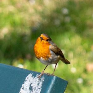 European Robin