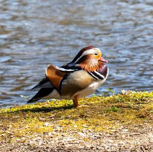 Mandarin Duck