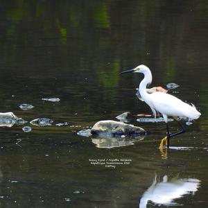 Snowy Egret