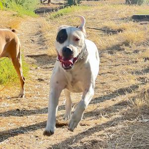 Dogo Argentino
