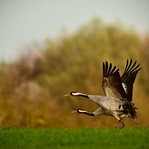 Common Crane
