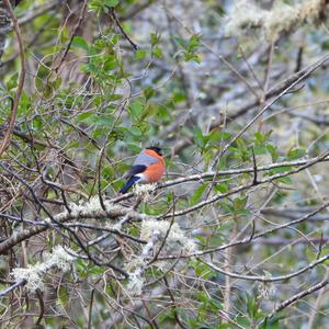 Eurasian Bullfinch