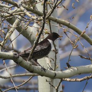 Ring Ouzel