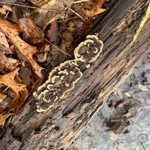 Unknown Species