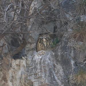 Eurasian Eagle-owl