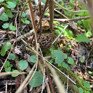 Yellow Morel